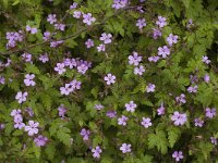 Geranium robertianum 2, Robertskruid, Saxifraga-Jan van der Straaten