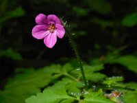 Geranium robertianum 26, Robertskruid, Saxifraga-Ed Stikvoort