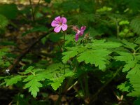 Geranium robertianum 27, Robertskruid, Saxifraga-Ed Stikvoort