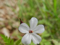 Geranium robertianum 33, Robertskruid, Saxifraga-Rutger Barendse