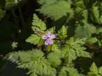 Geranium robertianum 43, Robertskruid, Saxifraga-Jan van der Straaten