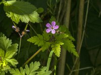 Geranium robertianum 46, Robertskruid, Saxifraga-Jan van der Straaten