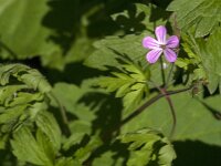 Geranium robertianum 47, Robertskruid, Saxifraga-Jan van der Straaten