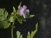 Geranium robertianum ssp robertianum 9, Saxifraga-Marijke Verhagen