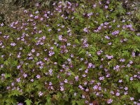 Geranium robertianum 1, Robertskruid, Saxifraga-Jan van der Straaten