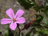 Geranium robertianum 16, Robertskruid, Saxifraga-Rutger Barendse