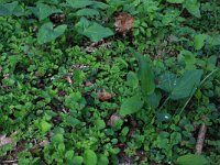 Geranium robertianum 24, Robertskruid, Saxifraga-Hans Boll