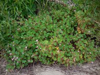 Geranium rotundifolium 24, Ronde ooievaarsbek, Saxifraga-Ed Stikvoort