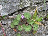 Geranium rotundifolium 8, Ronde ooievaarsbek, Saxifraga-Jasenka Topic