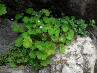 Geranium rotundifolium 19, Ronde ooievaarsbek, Saxifraga-Ed Stikvoort