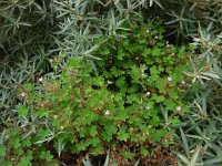 Geranium rotundifolium 21, Ronde ooievaarsbek, Saxifraga-Ed Stikvoort