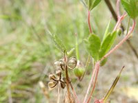 Geranium rotundifolium 26, Ronde ooievaarsbek, Saxifraga-Rutger Barendse