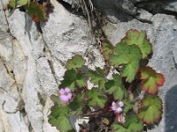 Geranium rotundifolium 9, Ronde ooievaarsbek, Saxifraga-Jasenka Topic