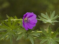 Geranium sanguineum 1, Bloedooievaarsbek, Saxifraga-Jan van der Straaten