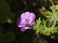 Geranium sanguineum 61, Bloedooievaarsbek, Saxifraga-Jan van der Straaten