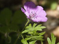 Geranium sanguineum 62, Bloedooievaarsbek, Saxifraga-Jan van der Straaten
