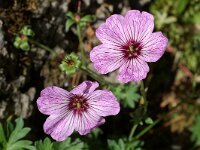 Geranium striatum