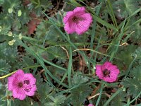 Geranium subcaulescens