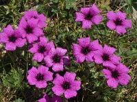 Geranium subcaulescens 4, Saxifraga-Harry Jans