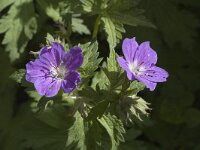 Geranium sylvaticum, Wood Cranes-bill