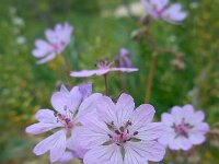 Geranium tuberosum 10, Saxifraga-Ed Stikvoort