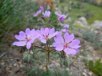 Geranium tuberosum 11, Saxifraga-Ed Stikvoort