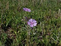 Geranium tuberosum 13, Saxifraga-Ed Stikvoort : Gyumri - noordwest Armenië - Zvartnots s9900