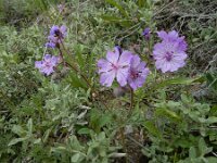 Geranium tuberosum 7, Saxifraga-Ed Stikvoort : Jerevan - Garni s9900