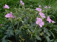 Geranium x oxonianum