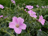 Geranium x oxonianum 2, hybride Geranium endressii x versicolor, Saxifraga-Ed Stikvoort