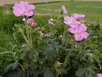 Geranium x oxonianum 4, hybride Geranium endressii x versicolor, Saxifraga-Ed Stikvoort