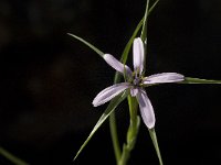 Geropogon hybridus 1, Saxifraga-Jan van der Straaten