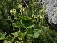 Geum bulgaricum