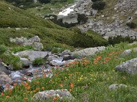 Geum coccineum 1, Saxifraga-Harry Jans  Geum coccineum