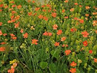 Geum coccineum 10, Saxifraga-Harry Jans