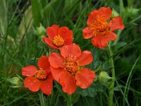 Geum coccineum 11, Saxifraga-Harry Jans