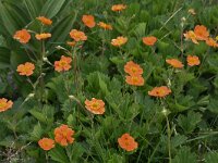 Geum coccineum 2, Saxifraga-Harry Jans  Geum coccineum