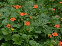 Geum coccineum 5, Saxifraga-Harry Jans  Geum coccineum