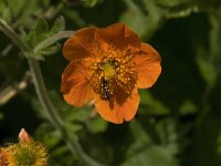 Geum coccineum 6, Saxifraga-Jan van der Straaten