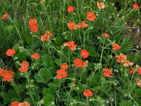 Geum coccineum 9, Saxifraga-Harry Jans