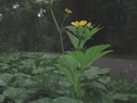 Geum macrophyllum