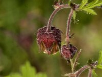 Geum rivale 71, Knikkend nagelkruid, Saxifraga-Jan van der Straaten