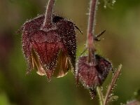 Geum rivale 72, Knikkend nagelkruid, Saxifraga-Jan van der Straaten