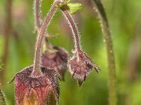Geum rivale 75, Knikkend nagelkruid, Saxifraga-Jan van der Straaten