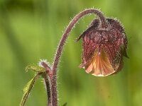 Geum rivale 76, Knikkend nagelkruid, Saxifraga-Jan van der Straaten