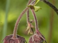 Geum rivale 77, Knikkend nagelkruid, Saxifraga-Jan van der Straaten
