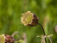 Geum rivale 79, Knikkend nagelkruid, Saxifraga-Jan van der Straaten