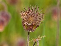 Geum rivale 82, Knikkend nagelkruid, Saxifraga-Jan van der Straaten