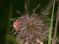 Geum rivale 84, Knikkend nagelkruid, Saxifraga-Jan van der Straaten