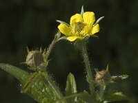 Geum urbanum 1, Geel nagelkruid, Saxifraga-Jan van der Straaten